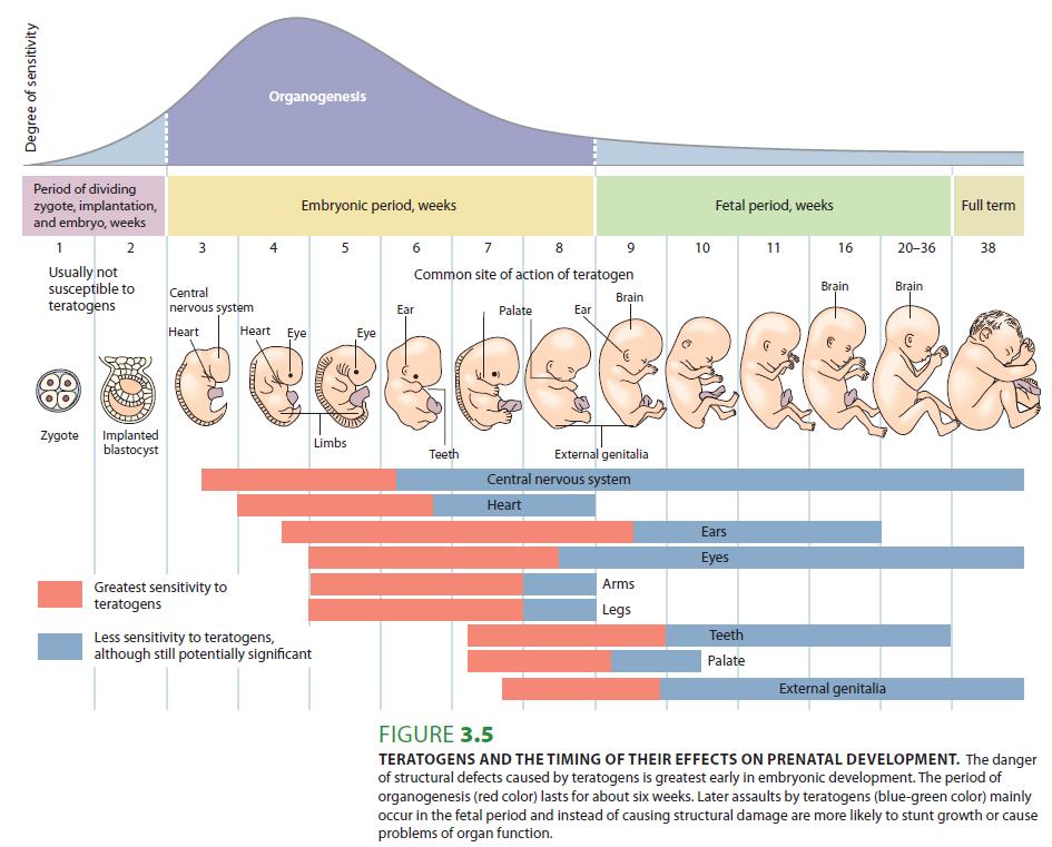 Fertility & Pregnancy - Expecting Parents